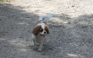 harry cavalier king charles harry cavalier king charles