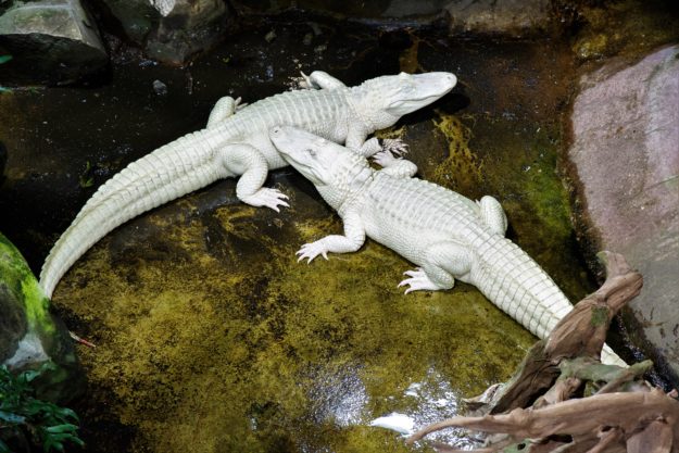 Alligators Laury et Dundy dans leur nouvelle fosse © Palais de la Porte Dorée Paris - Photo Anne Volery Alligators Laury et Dundy dans leur nouvelle fosse © Palais de la Porte Dorée Paris - Photo Anne Volery